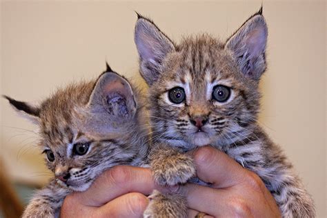 99 +4 Sizes <b>Bobcat</b> by - Wrapped Canvas Photograph by 17 Stories From £23. . Bobcat mix kittens for sale